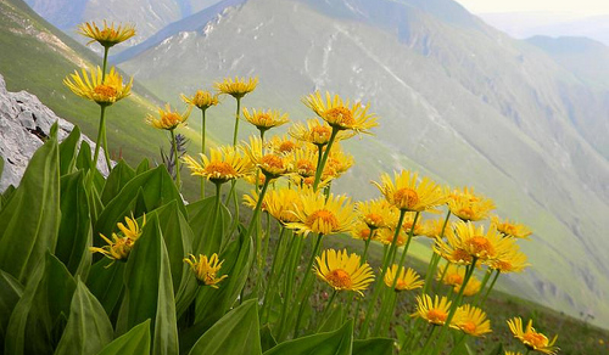 Hegyi árnika (Arnica montana)