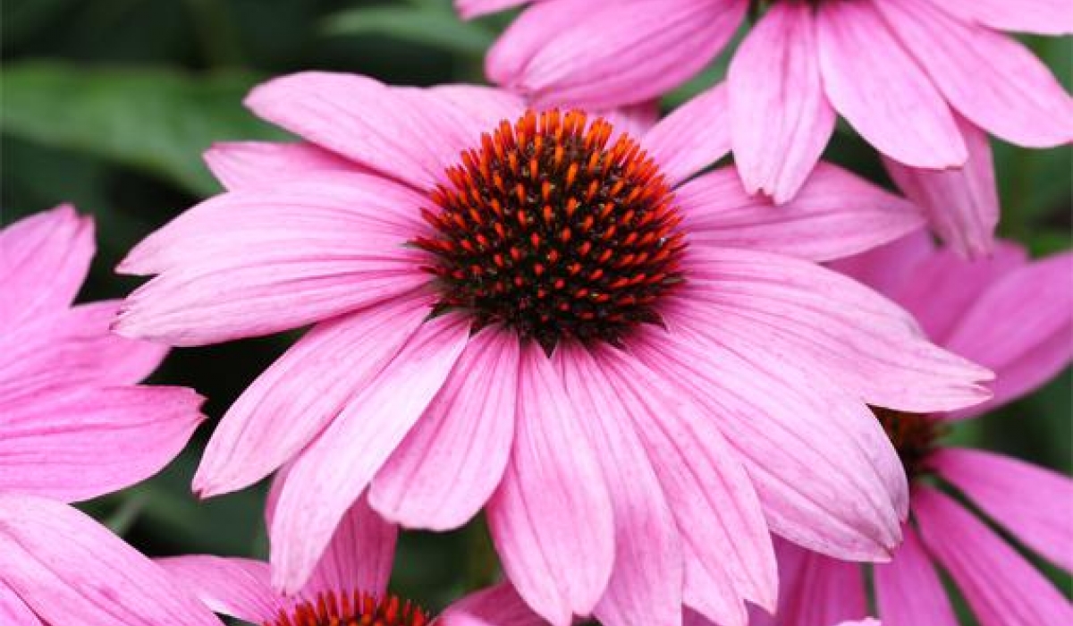 Bíborkasvirág (Echinacea purpure)