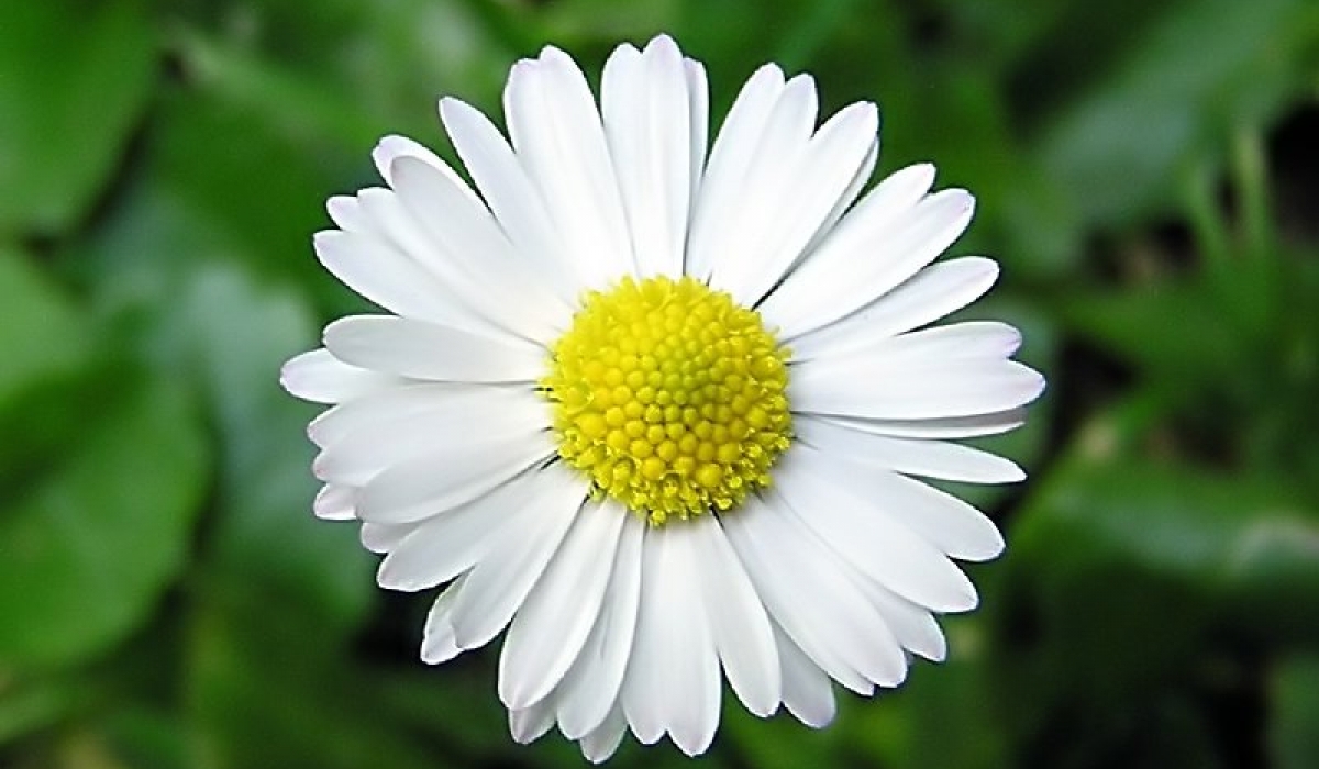 Kamilla - Matricaria recutita